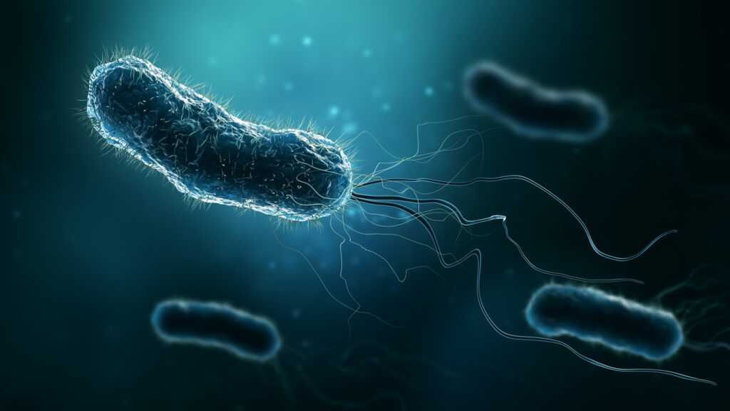 FOTO DA BACTERIA H. PYLORI